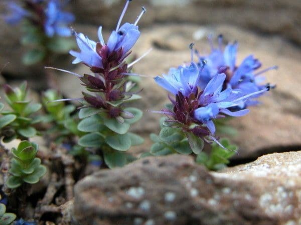 Veronica pirenaica 4