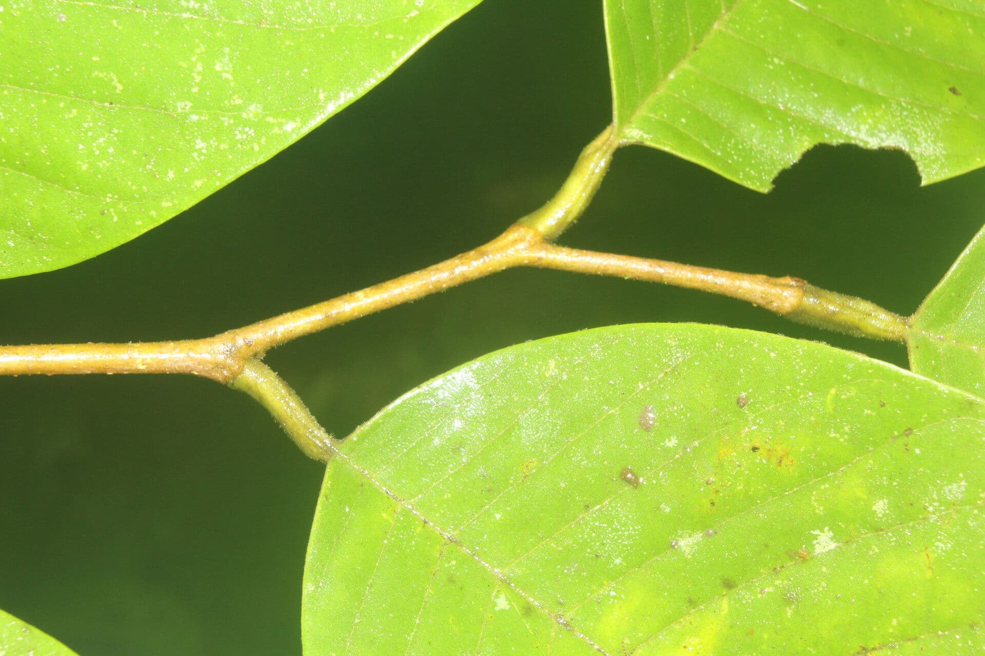 Annona 9