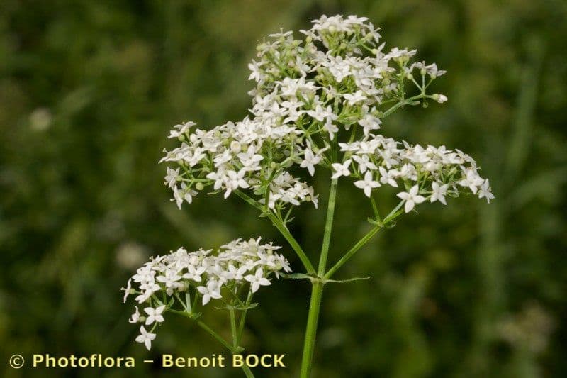 Przytulia rubioides 2