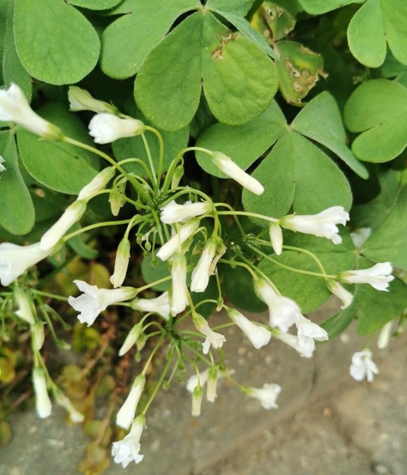 Ossalide incarnata 17