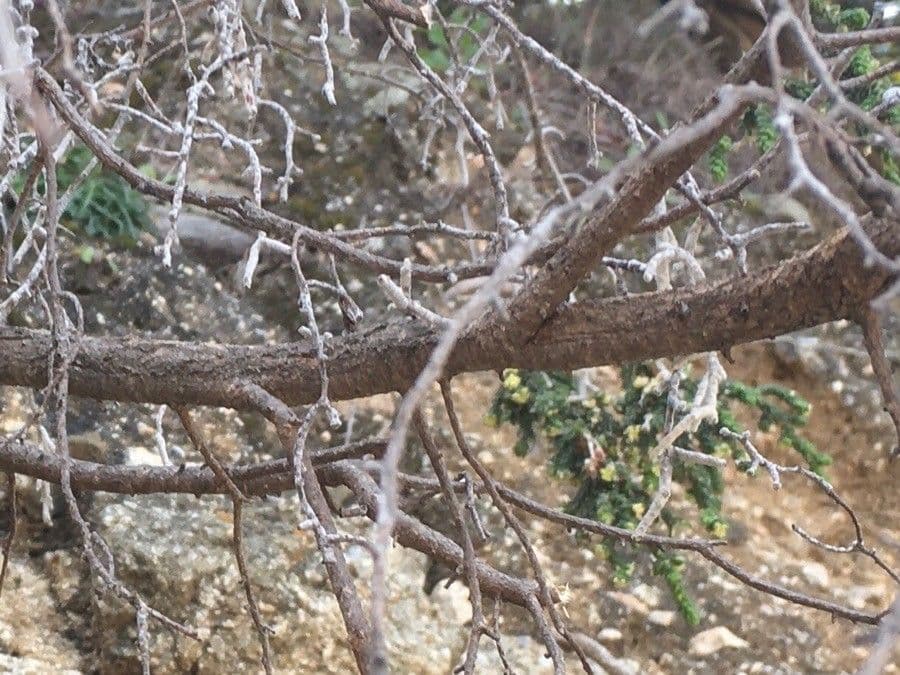 Timelea irsuta 21
