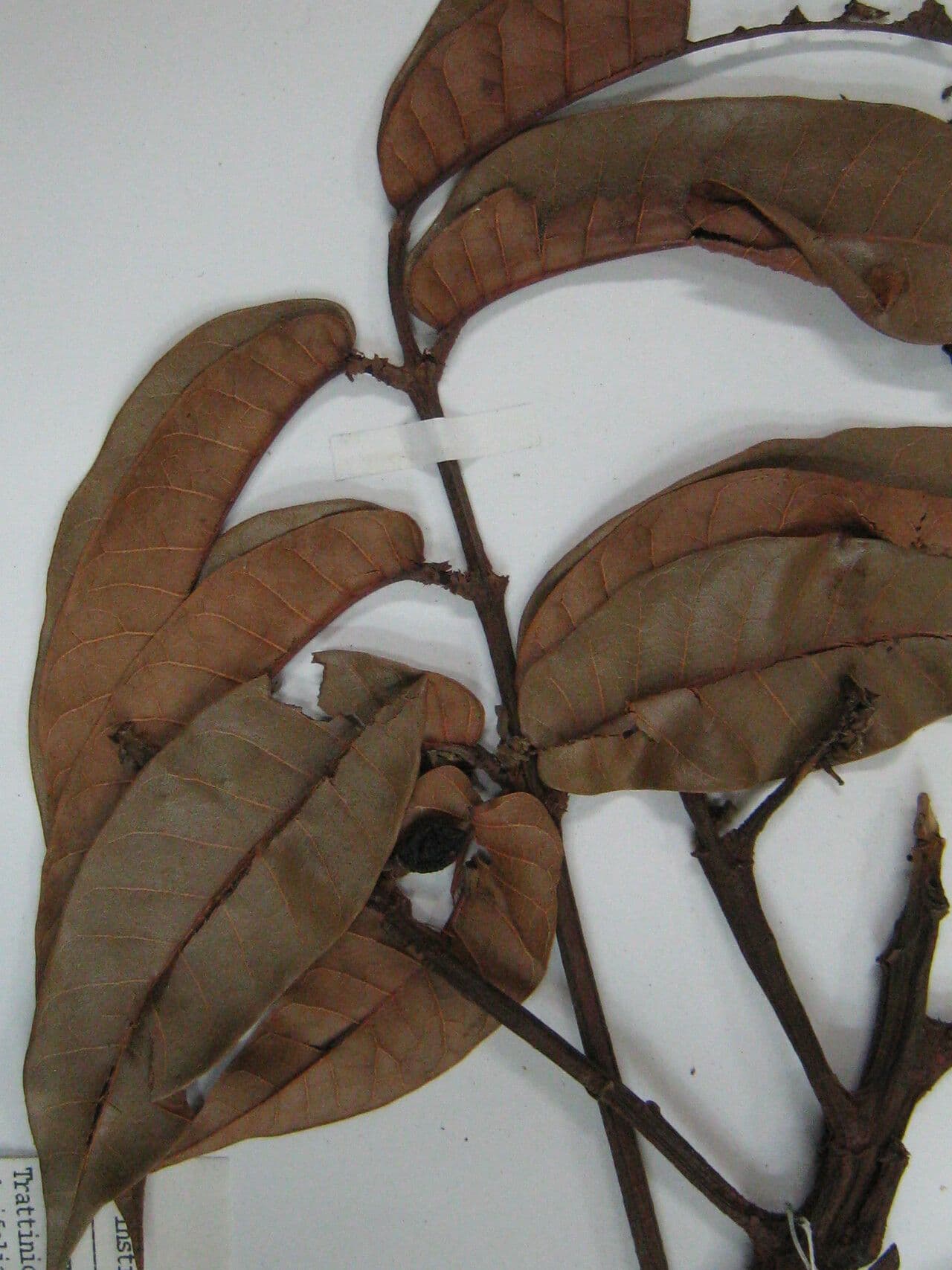 Trattinnickia