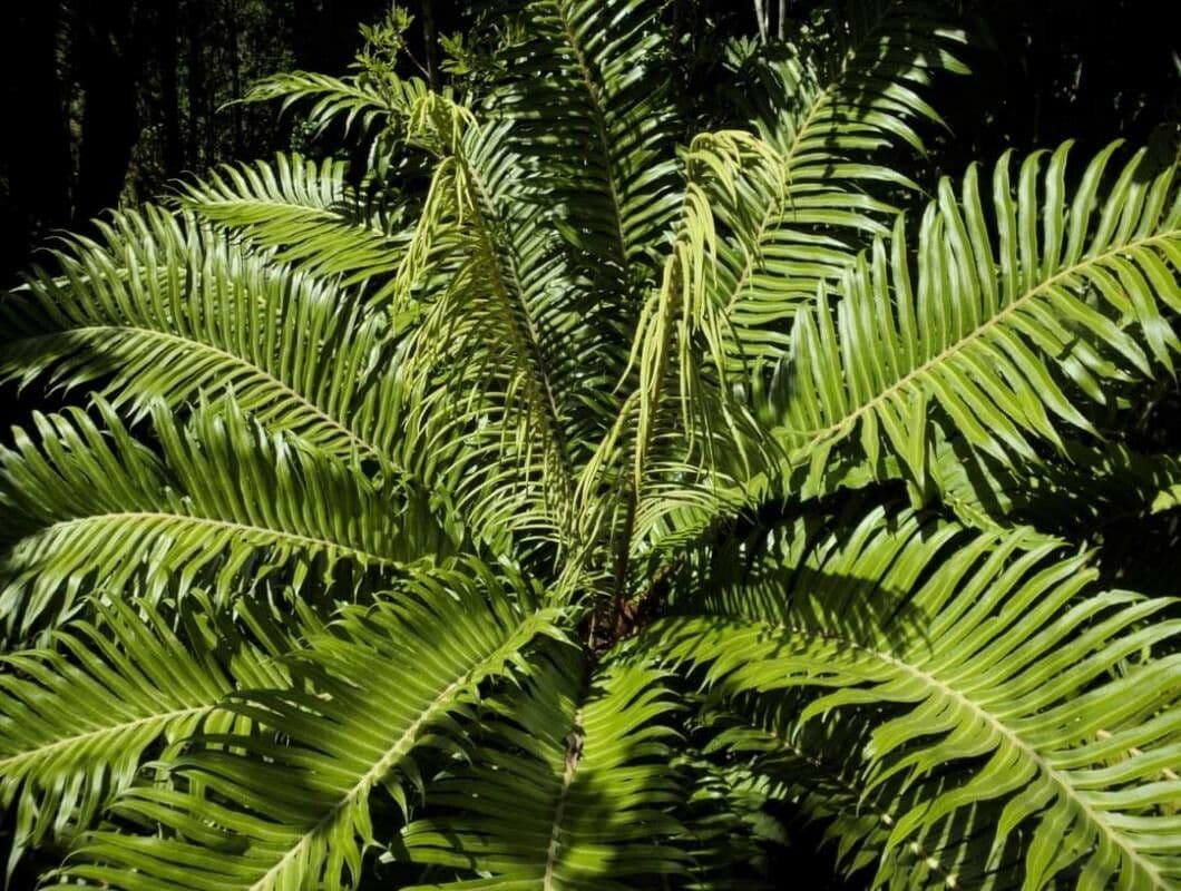 Blechnum 9