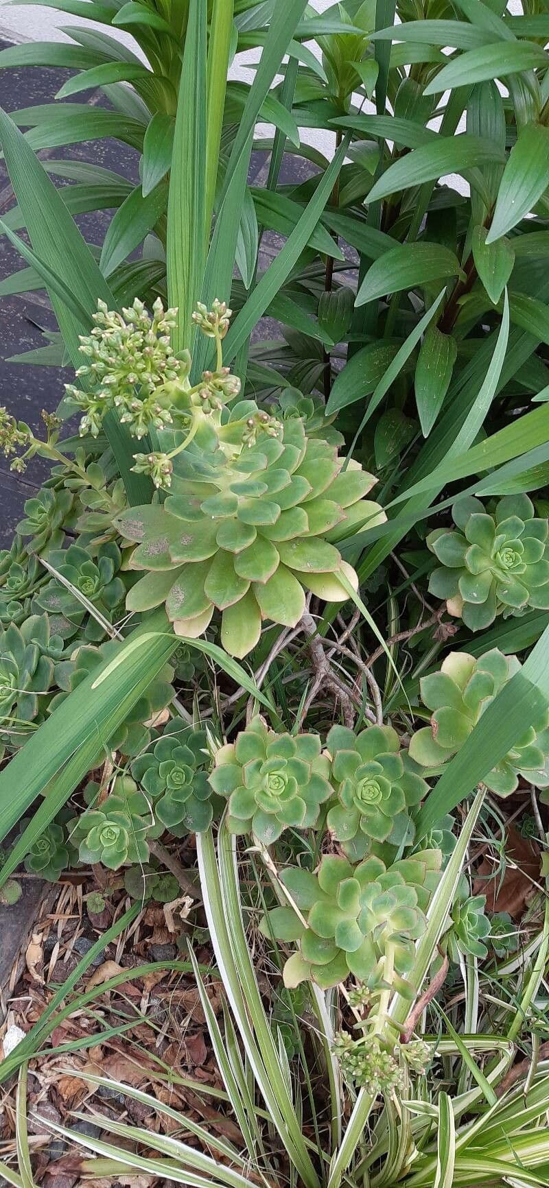 Aeonium percarneum 8