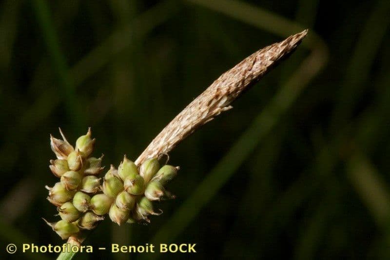 Sedge