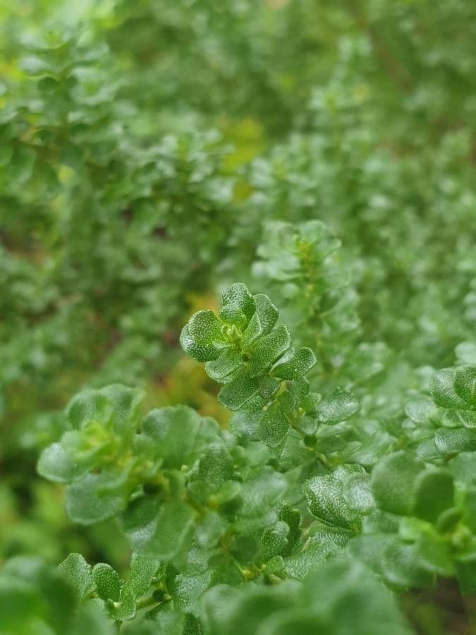 Prostanthera 8
