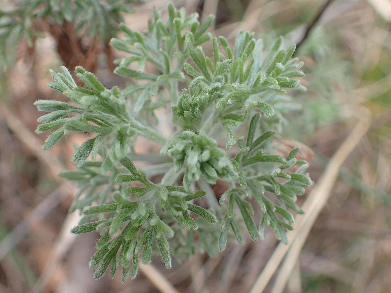 Weiße Artemisia 17
