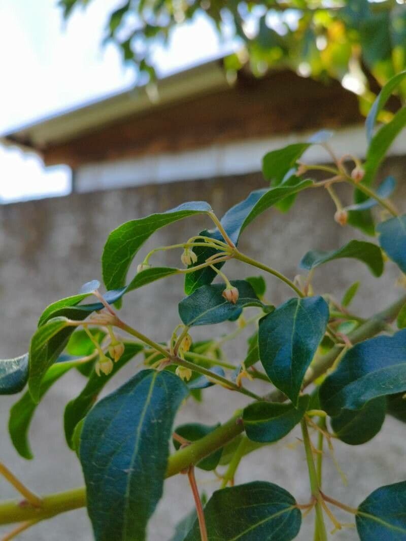Aristotelia chilensis 8