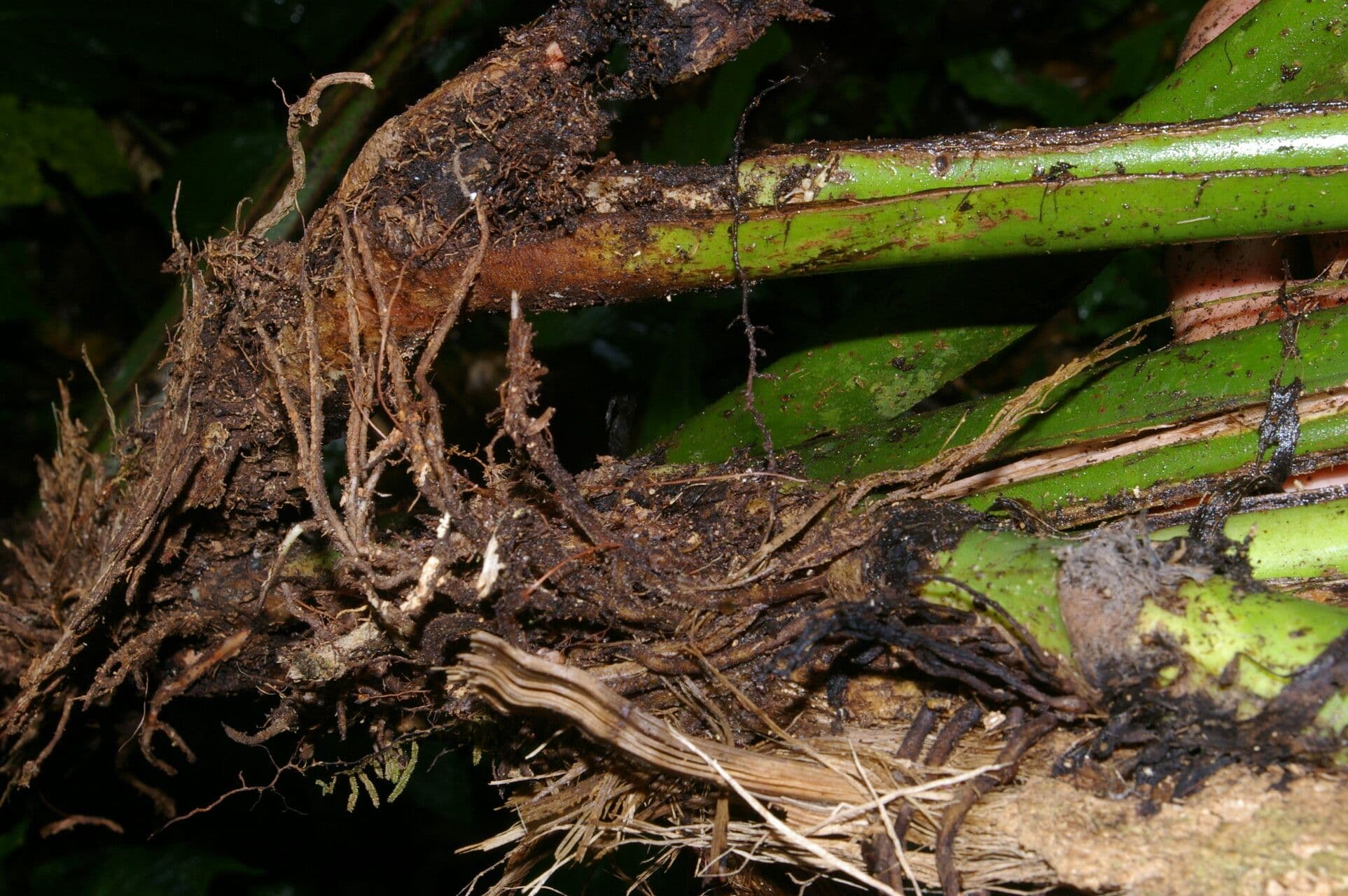 Monstera 7