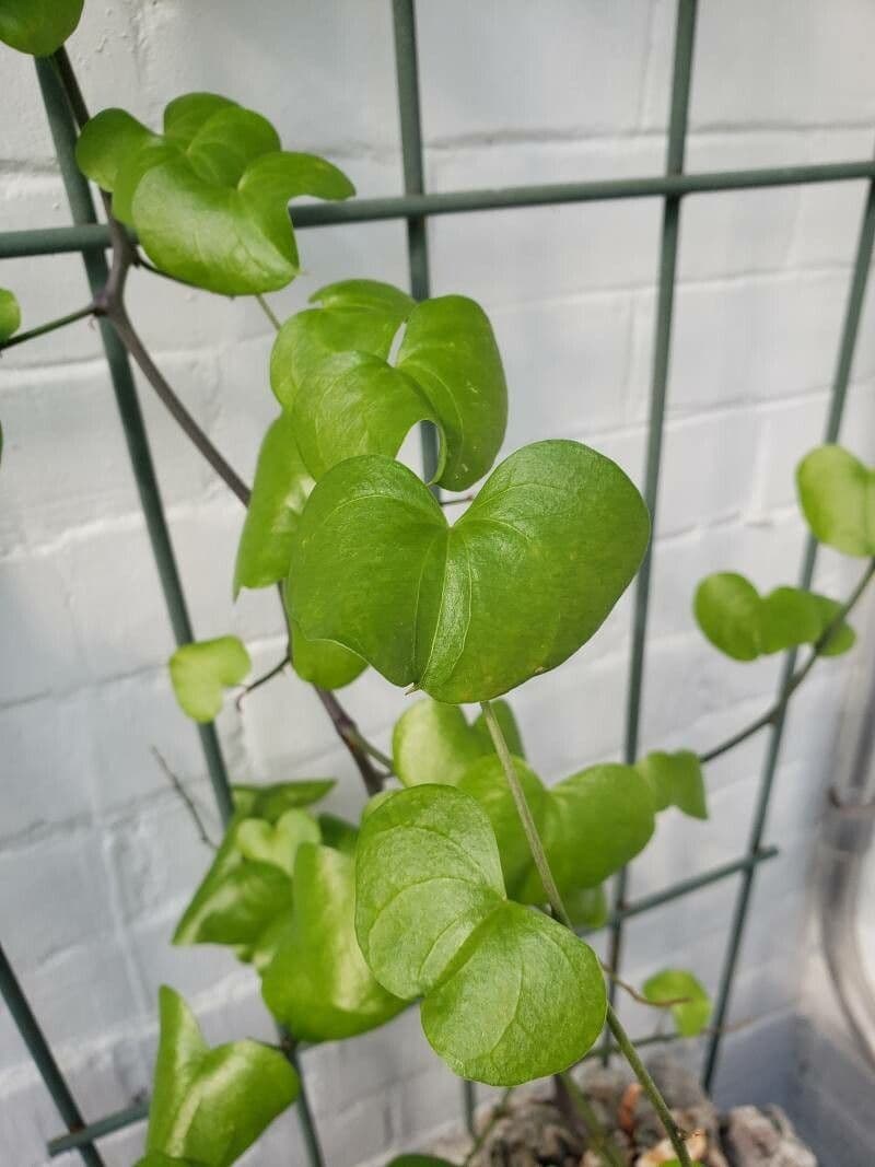 Dioscorea 14