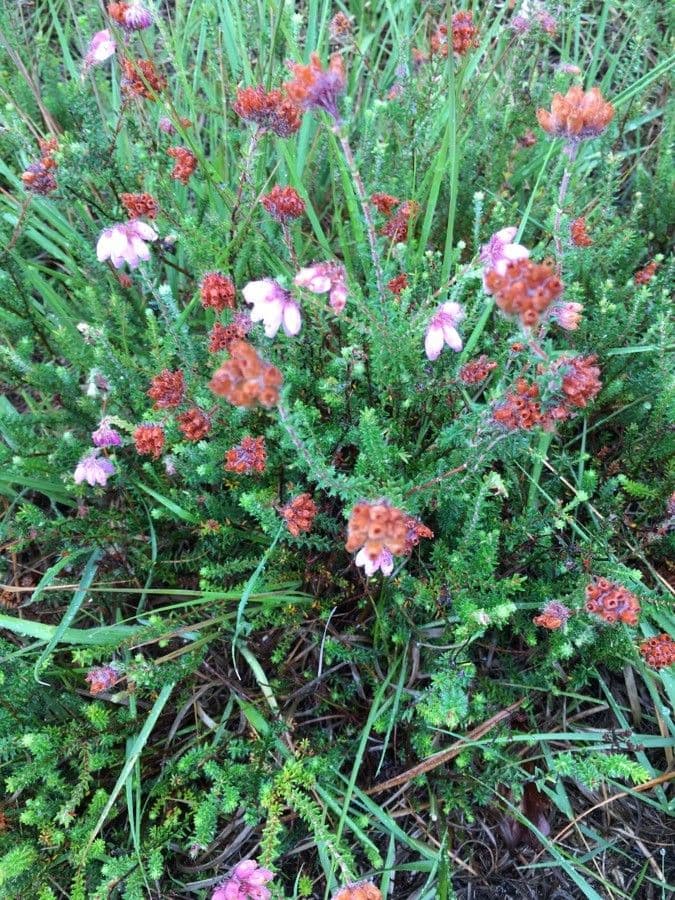 Glocken-Heide