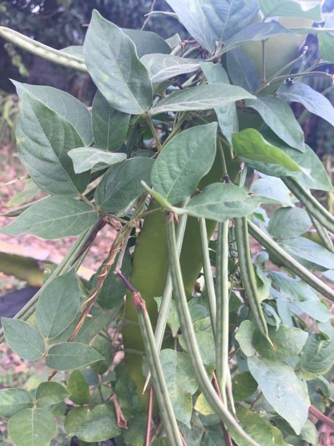 Desmodium 4
