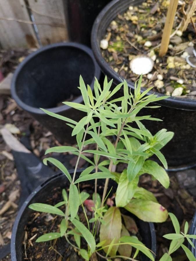 Coreopsis 15
