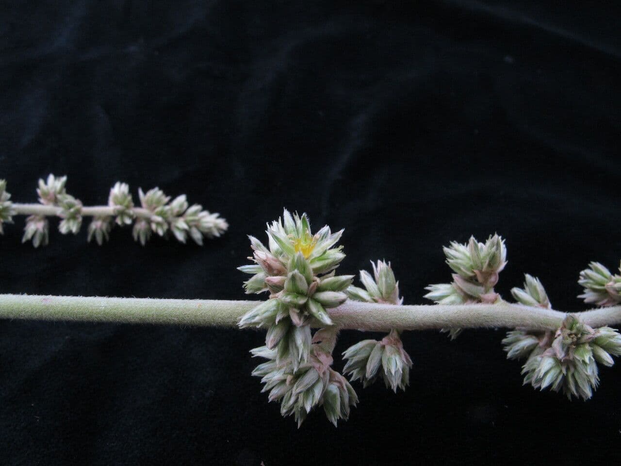 Cyathula 5