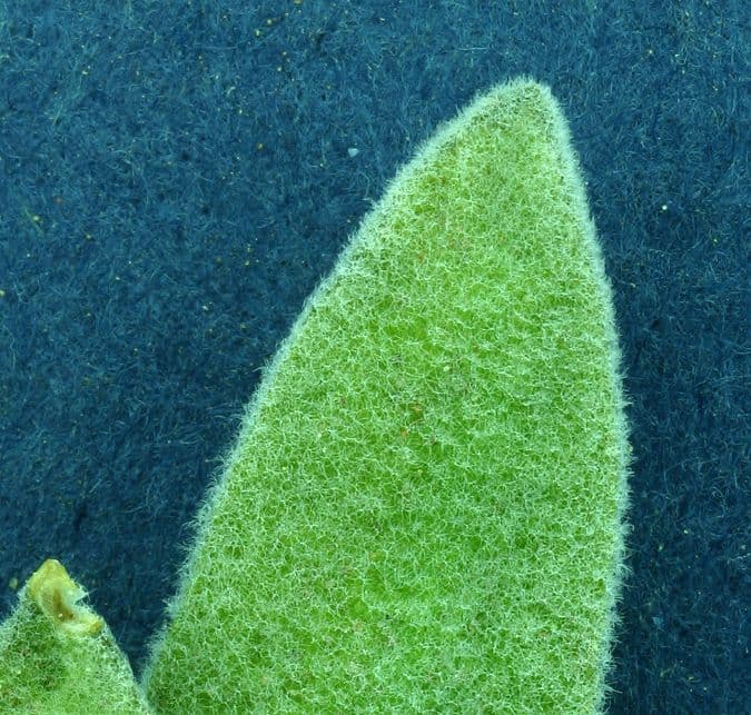 Phoenicaulis 13
