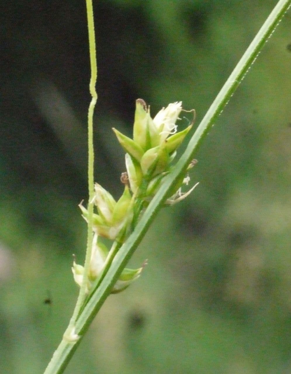 Carex distachya 22