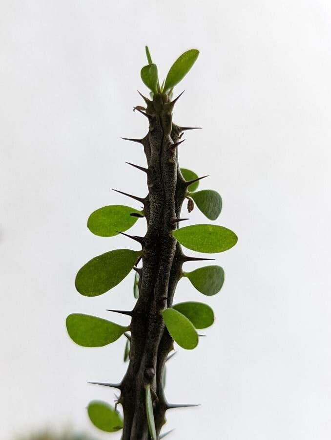 Alluaudia 6