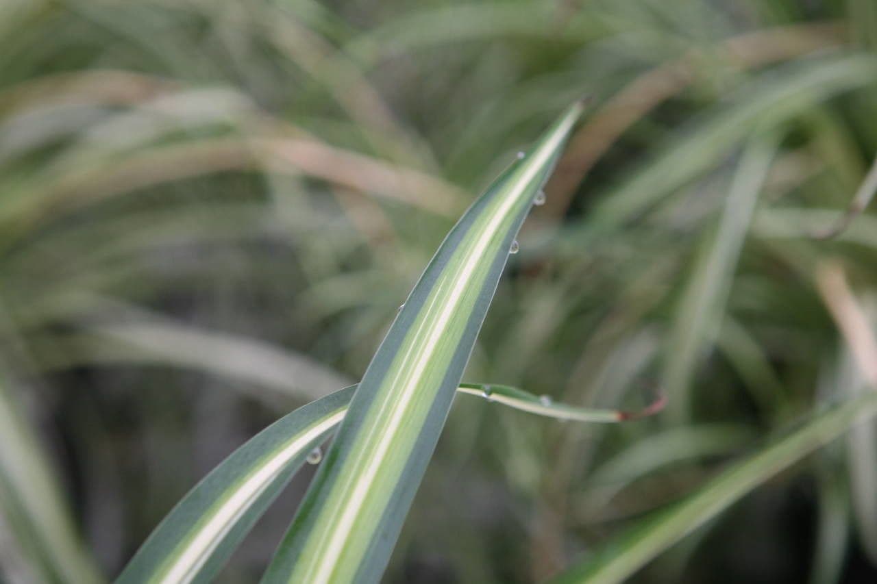 Chlorophytum 21