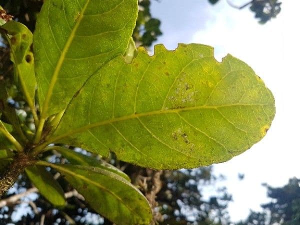 Richeria grandis 6