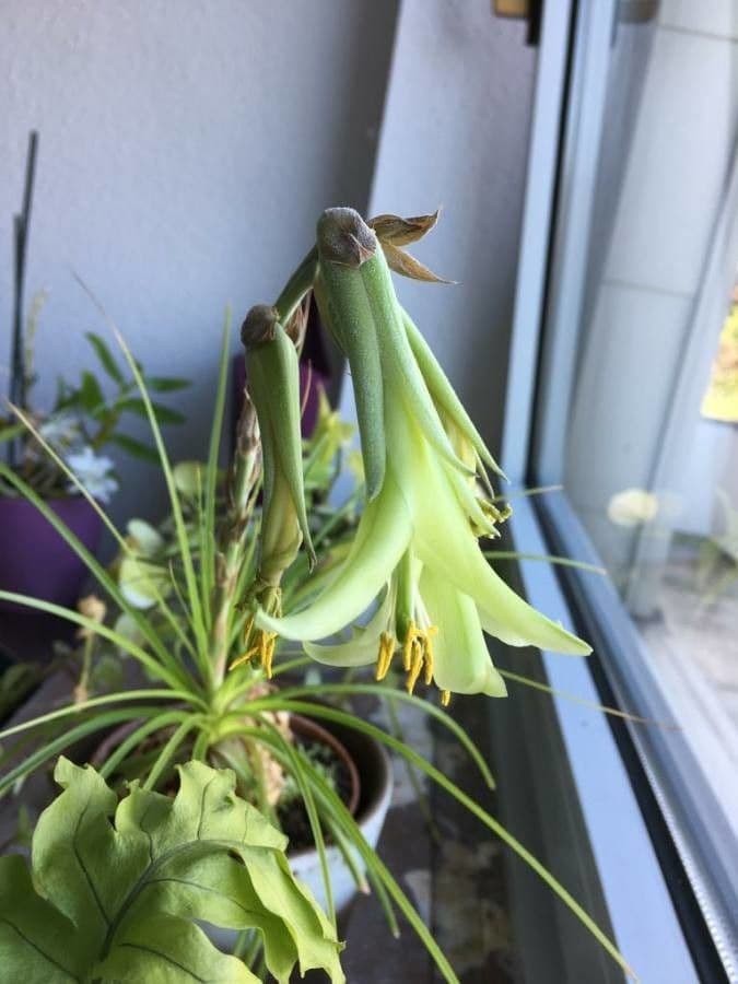 Puya