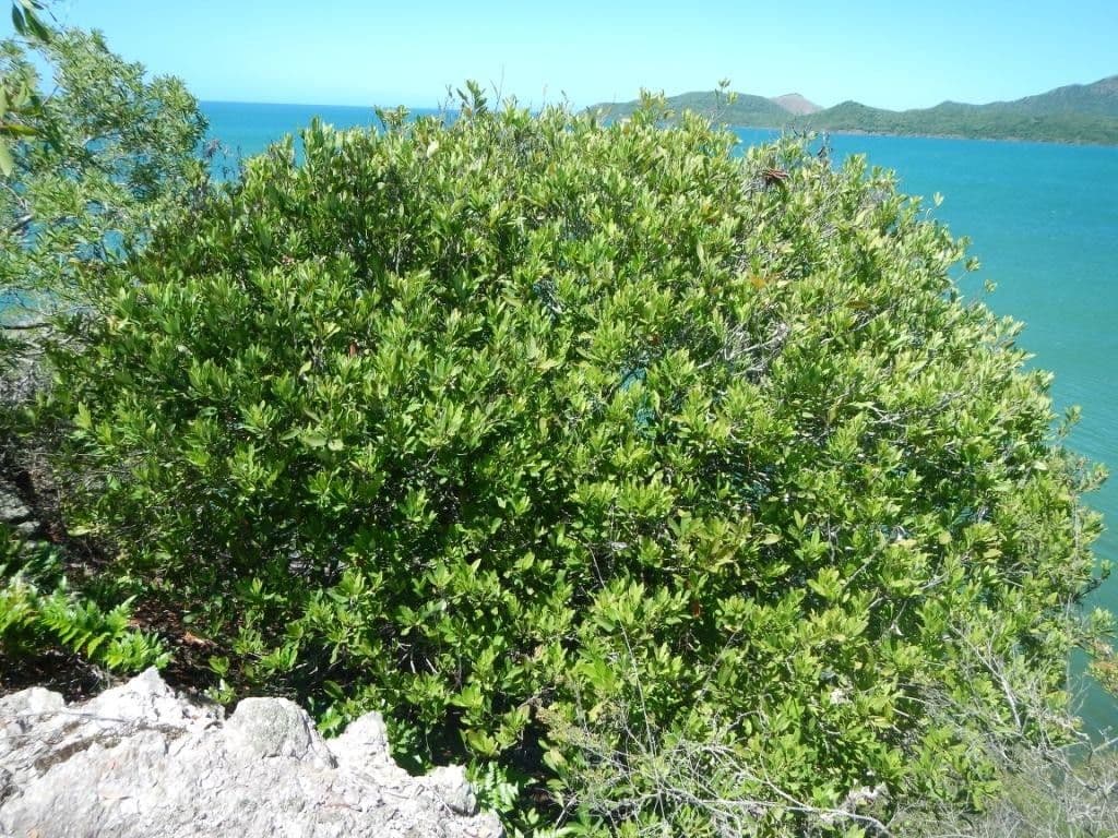 Guioa 4
