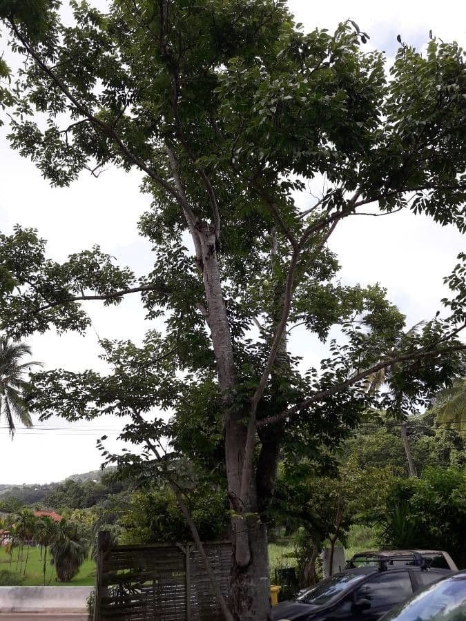 Hymenaea courbaril 10