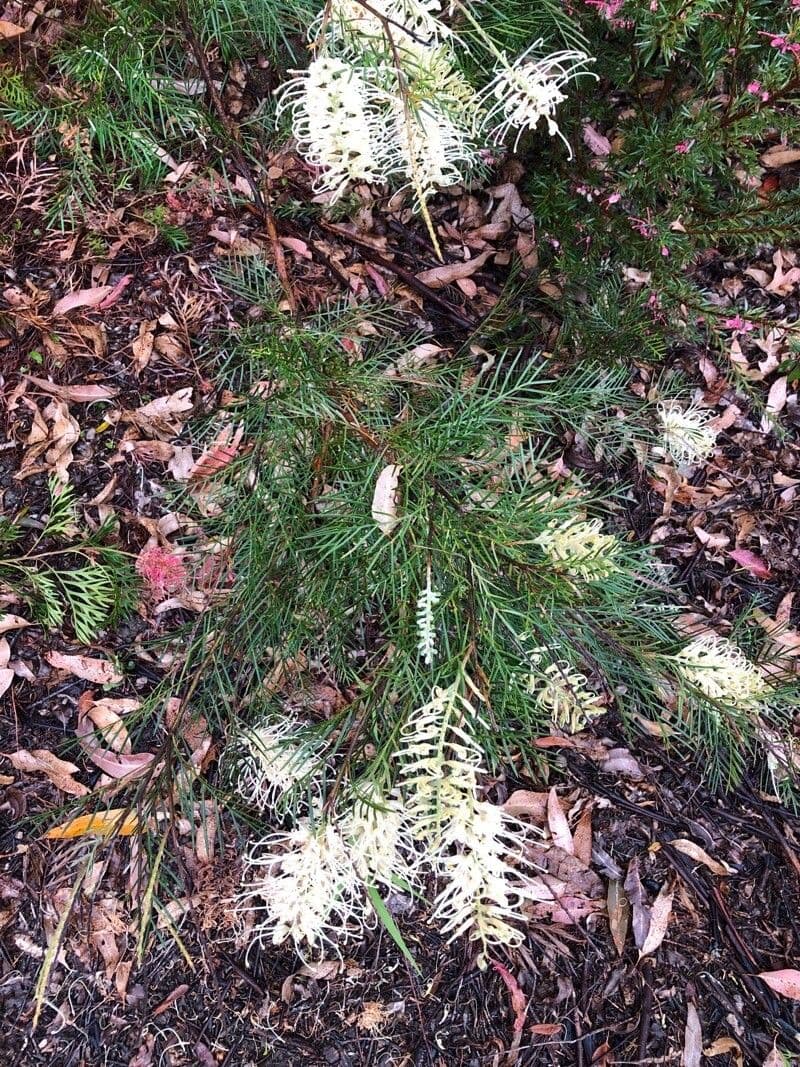 Lineares Grevillea 6