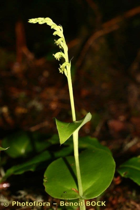Gennaria diphylla 22