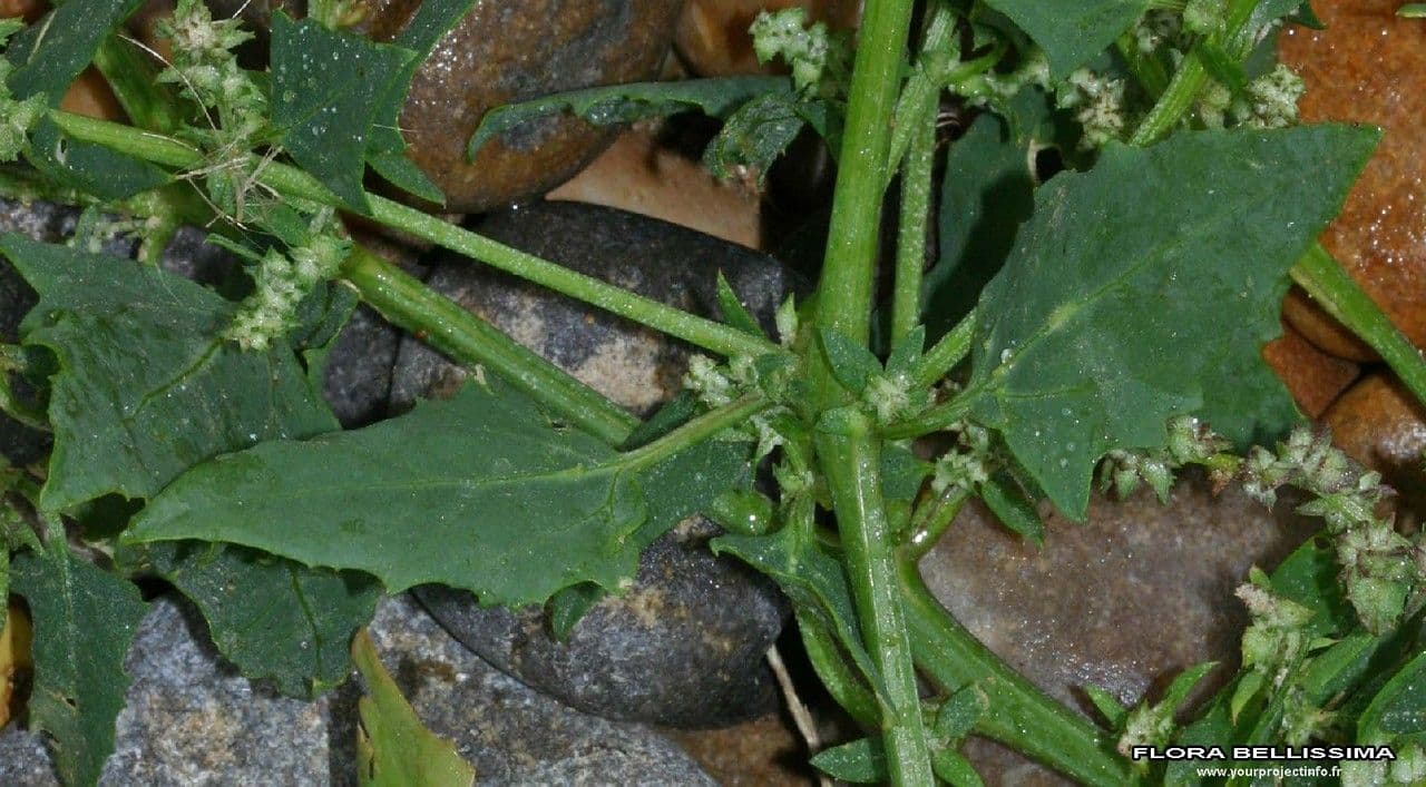 Atriplex glabriuscula 22