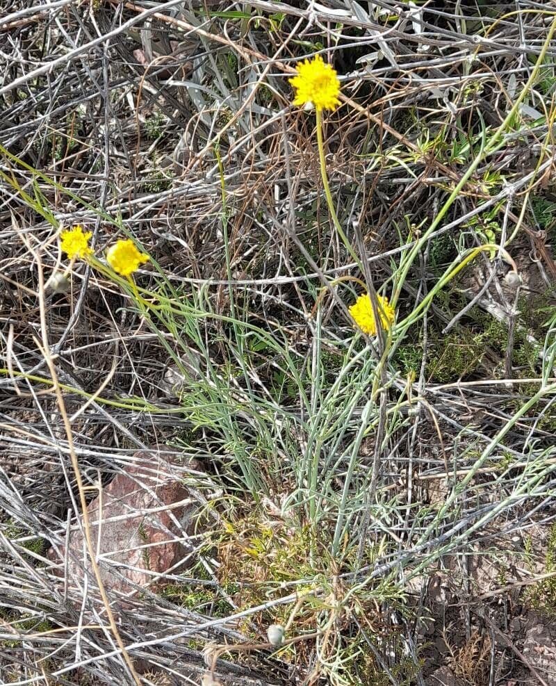 Thelesperma 9
