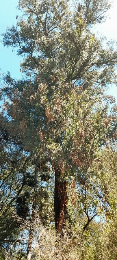 Eucalyptus siderophloia