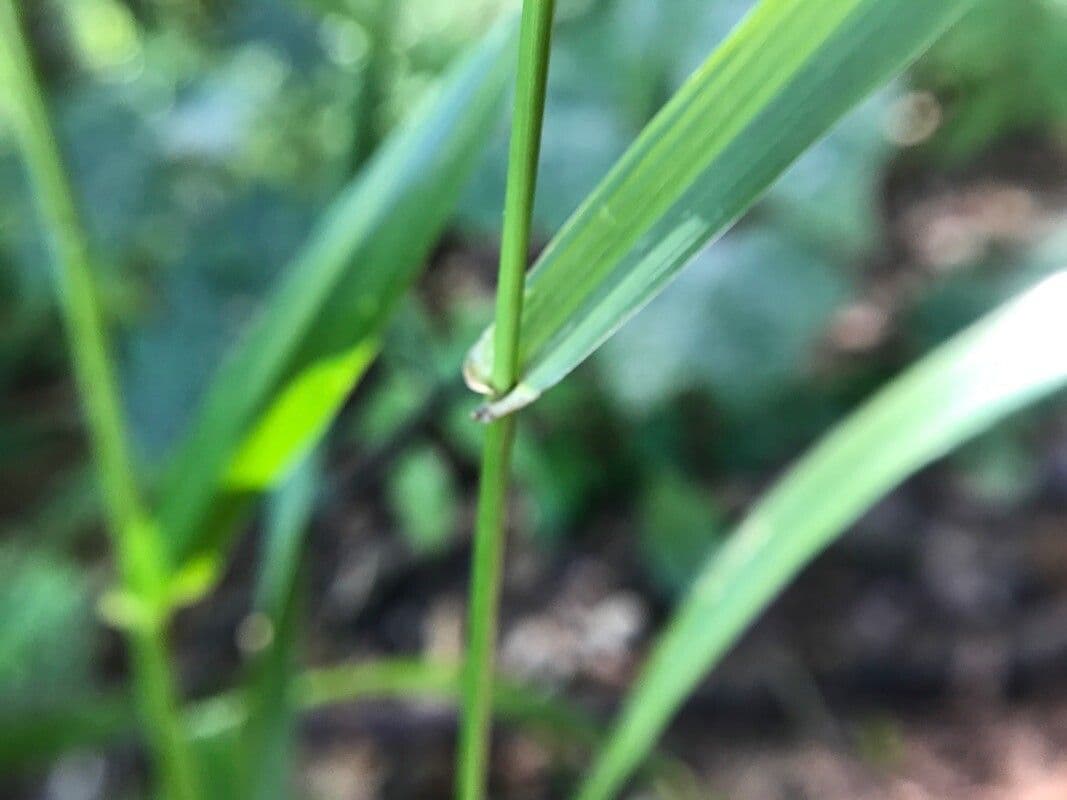 Festuca gigante 11
