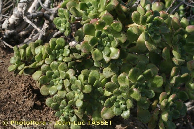 Aeonium lindleyi 9