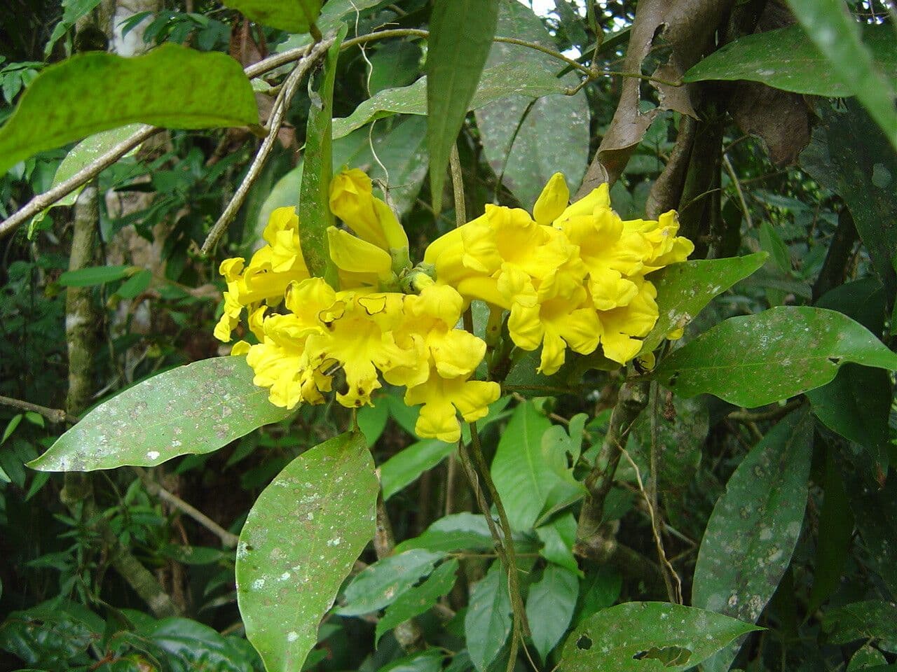 Adenocalymma 2