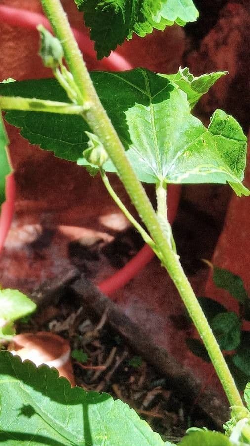 Sida cordifolia 22