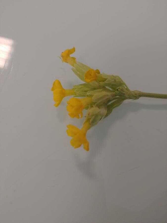 Primula 2