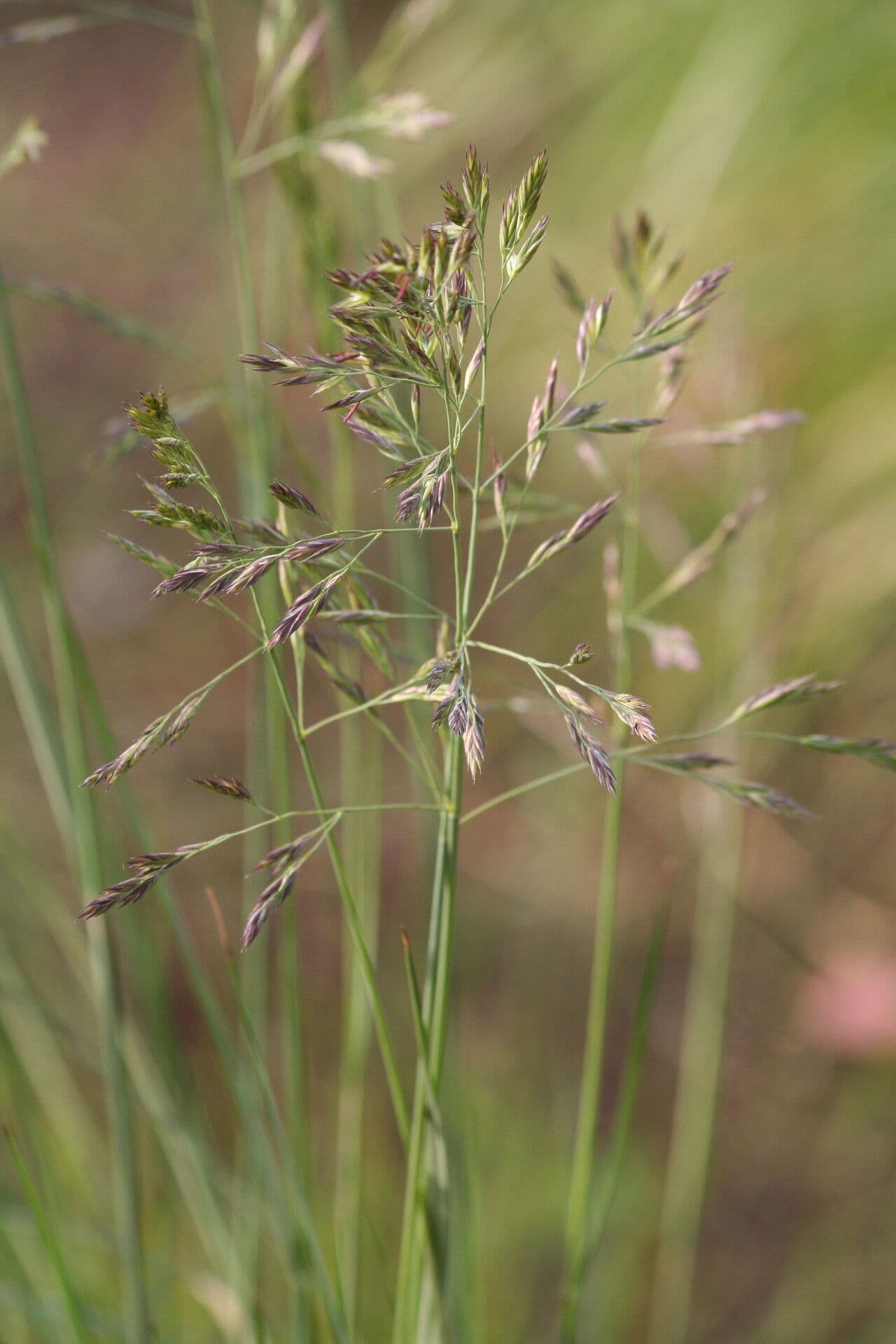Festuca