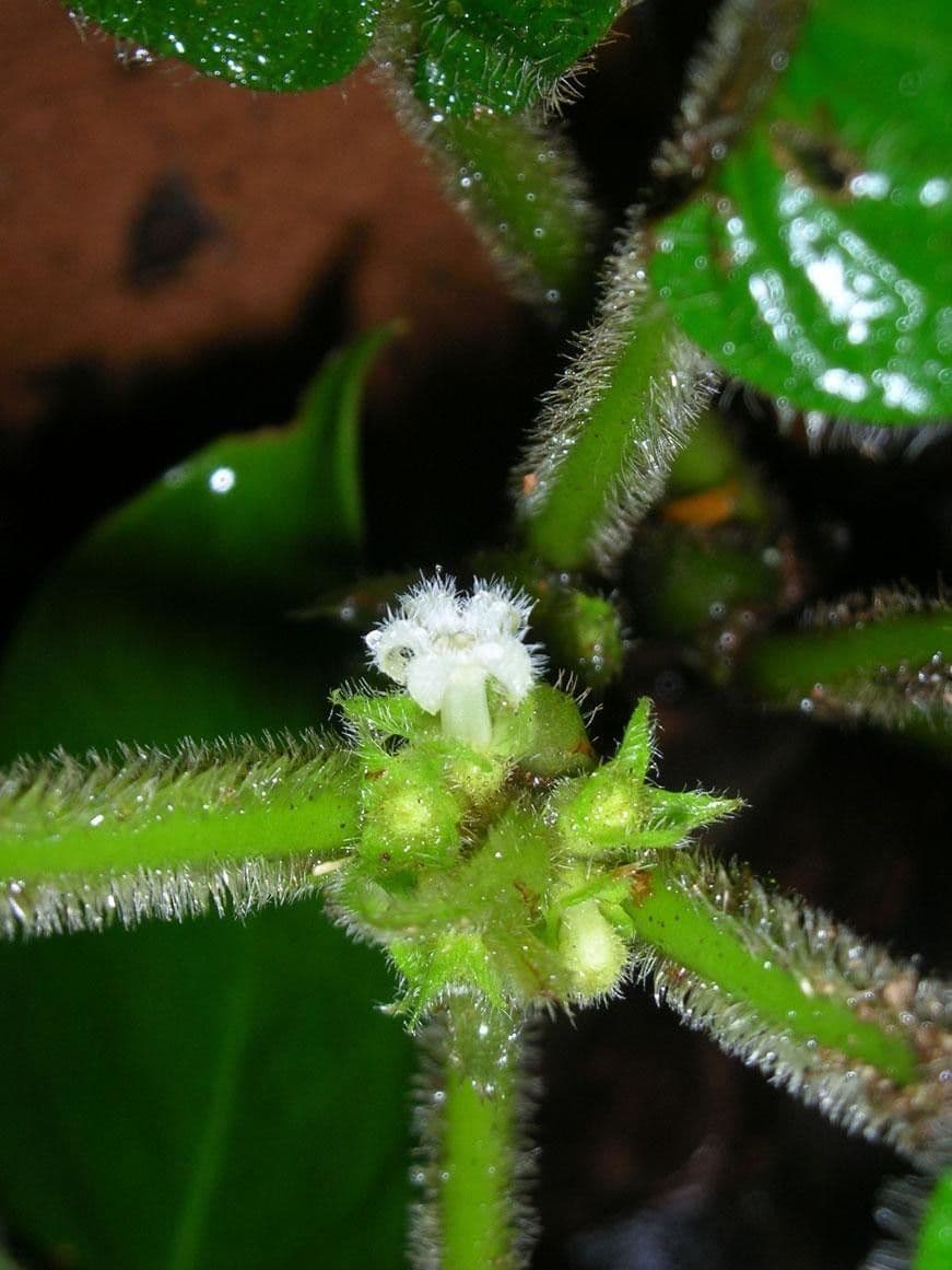 Lasianthus 7
