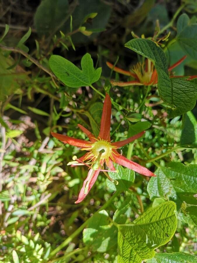 Passiflora cinabare 3