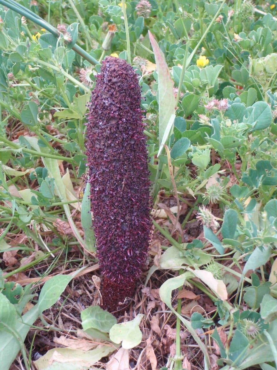Krvavice 11
