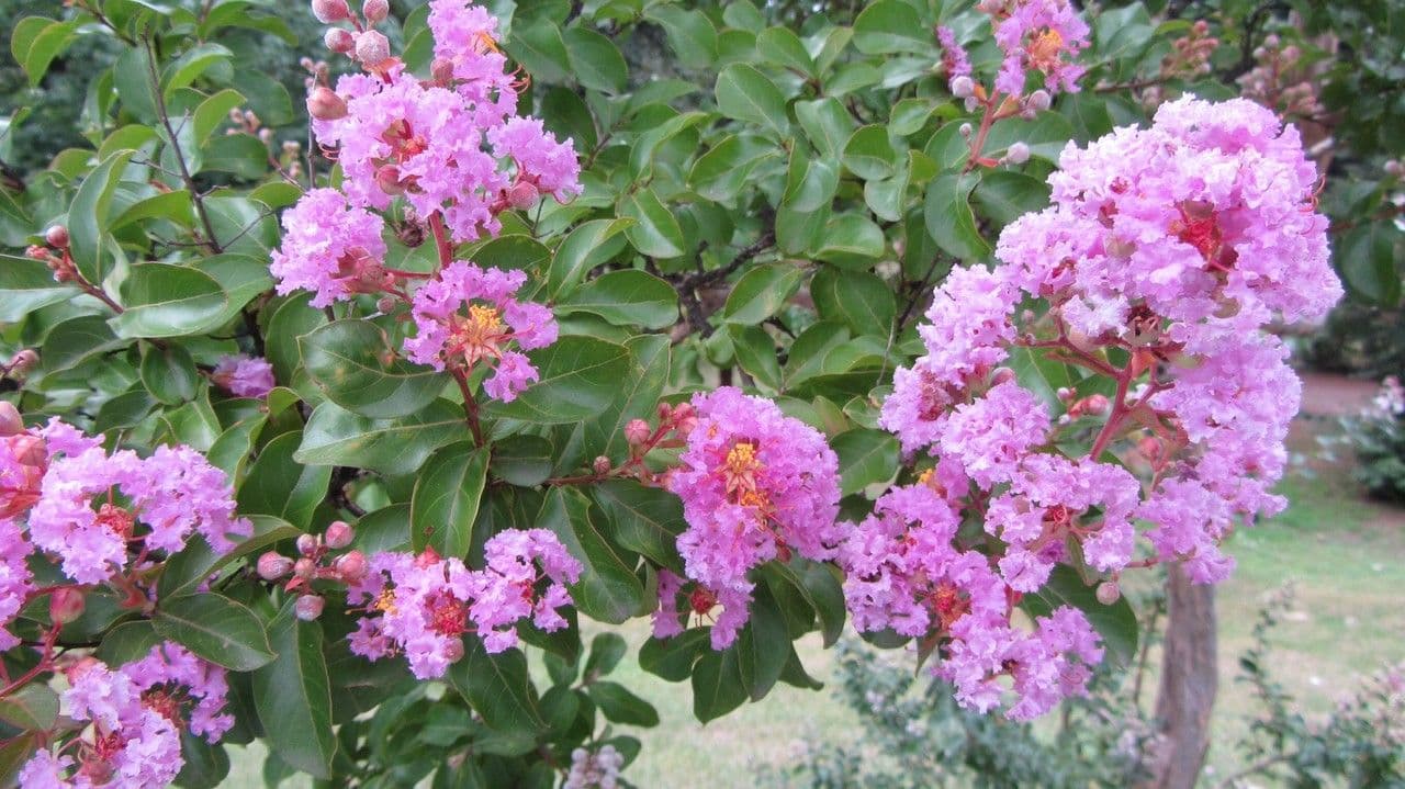 Lagerstroemia 26