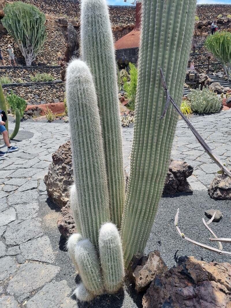 Sahuaro 18