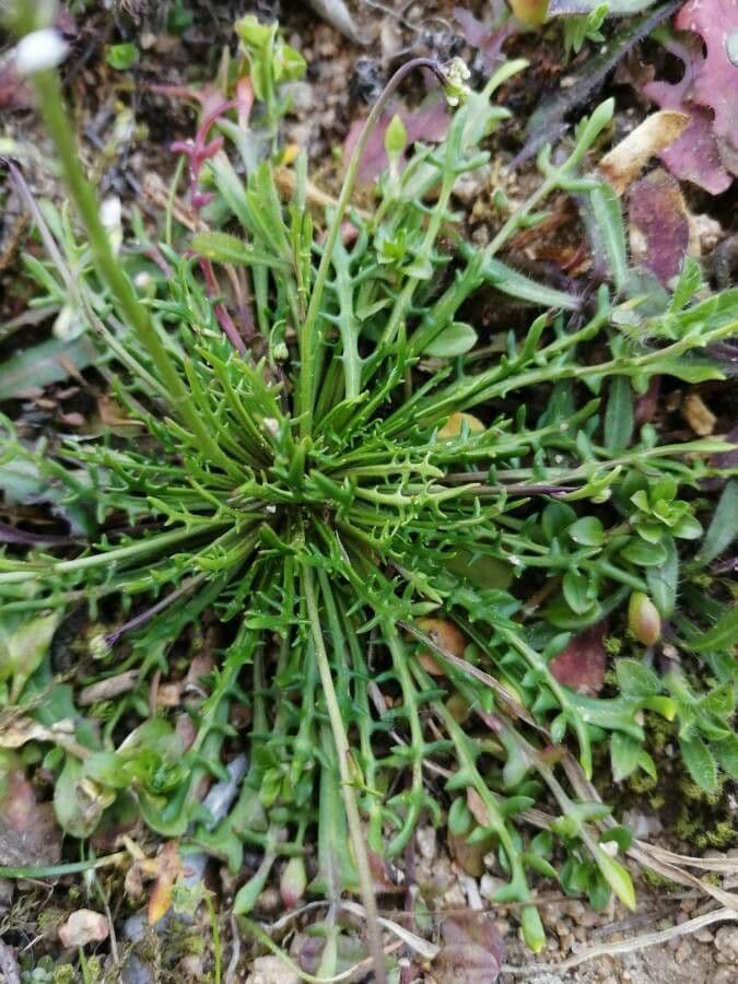 Teesdalia coronopifolia 16