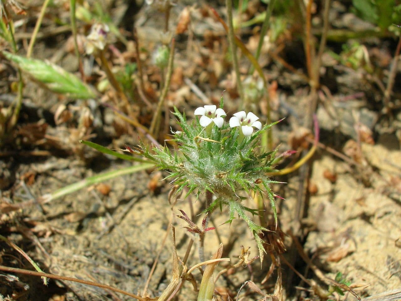 Navarretia 2