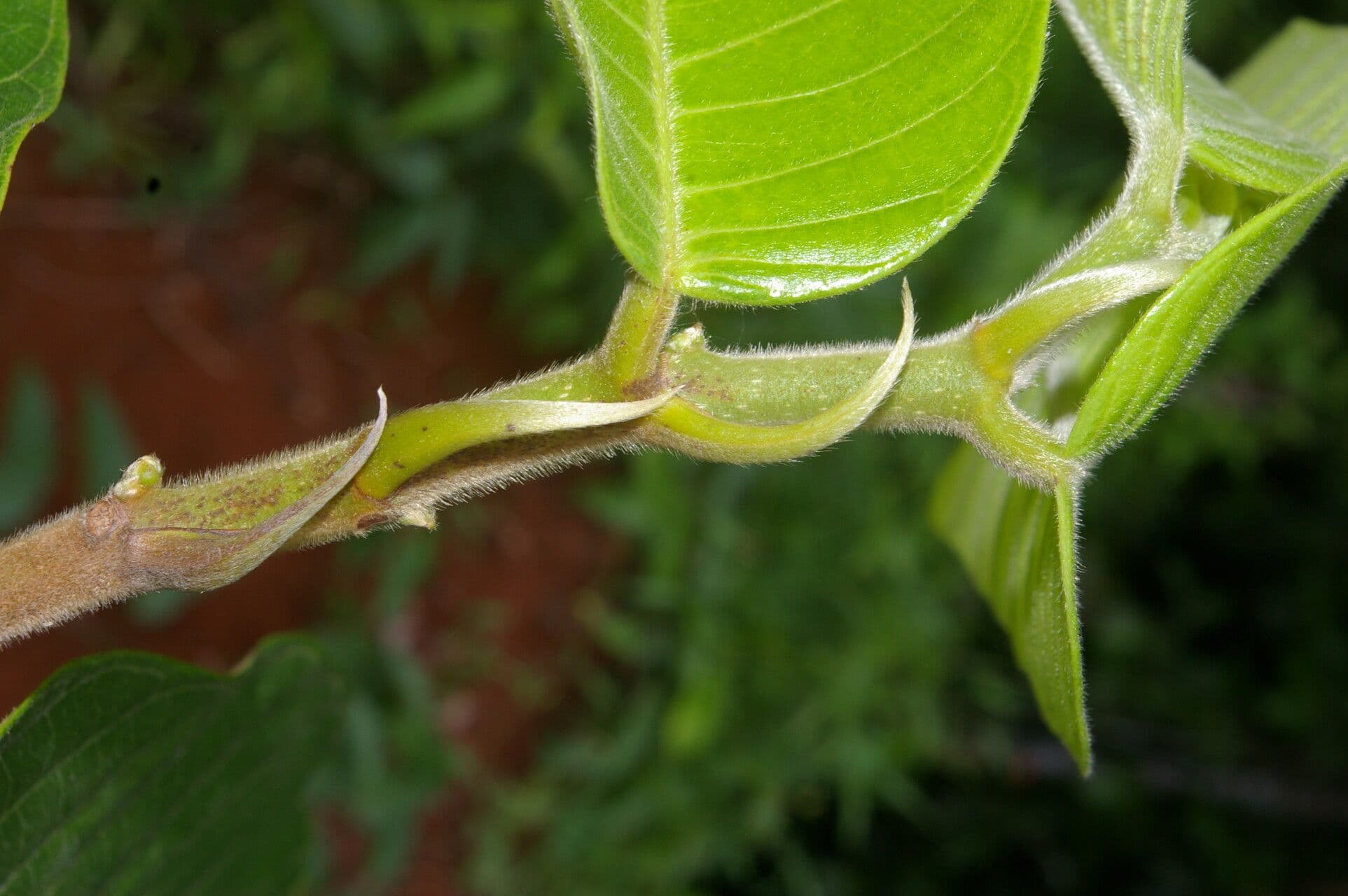 Perebea guianensis 11