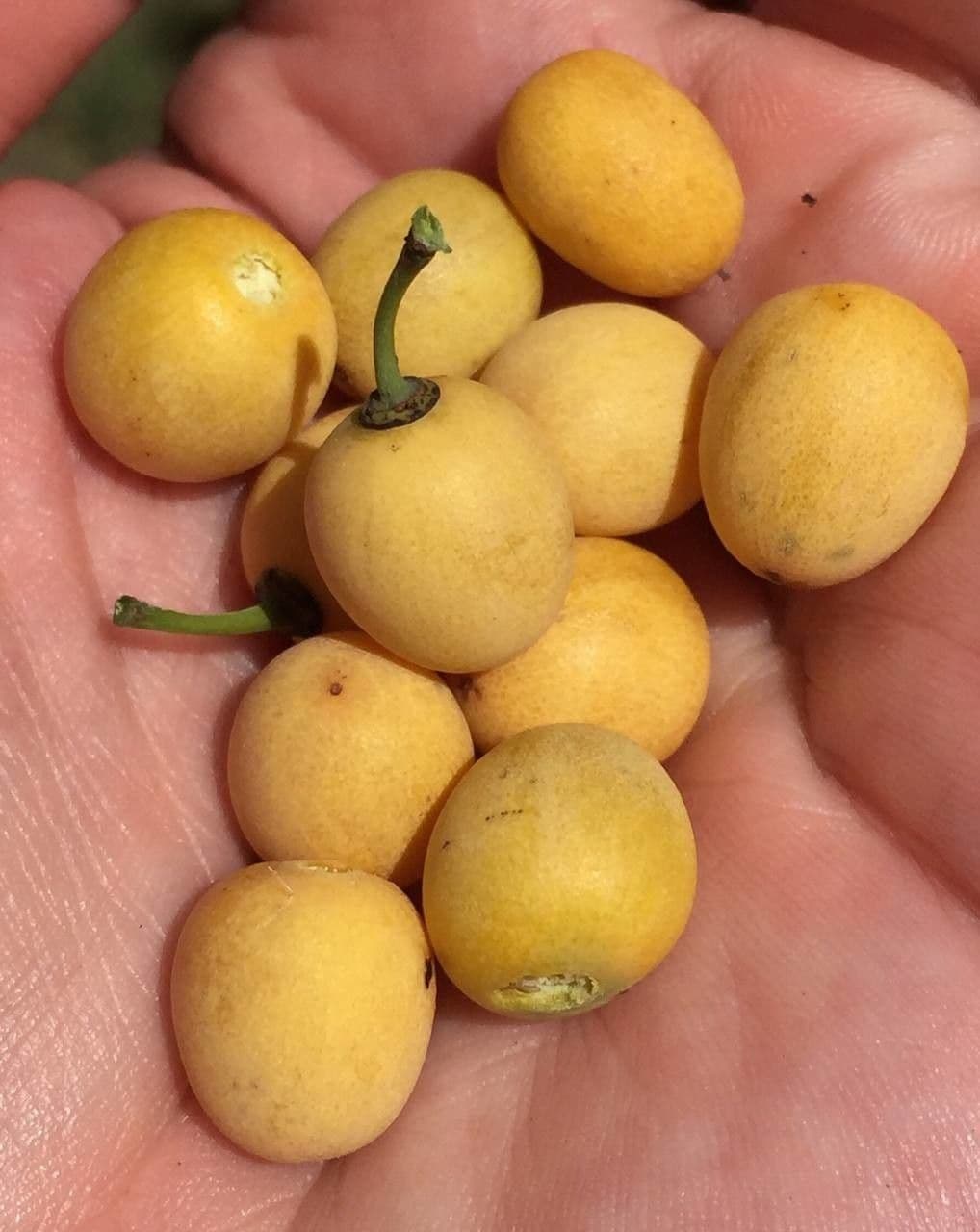 Berchemia discolor