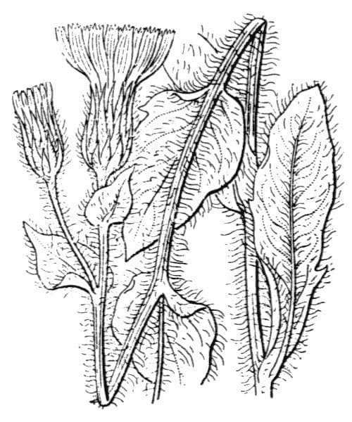 Hieracio lanudo 22
