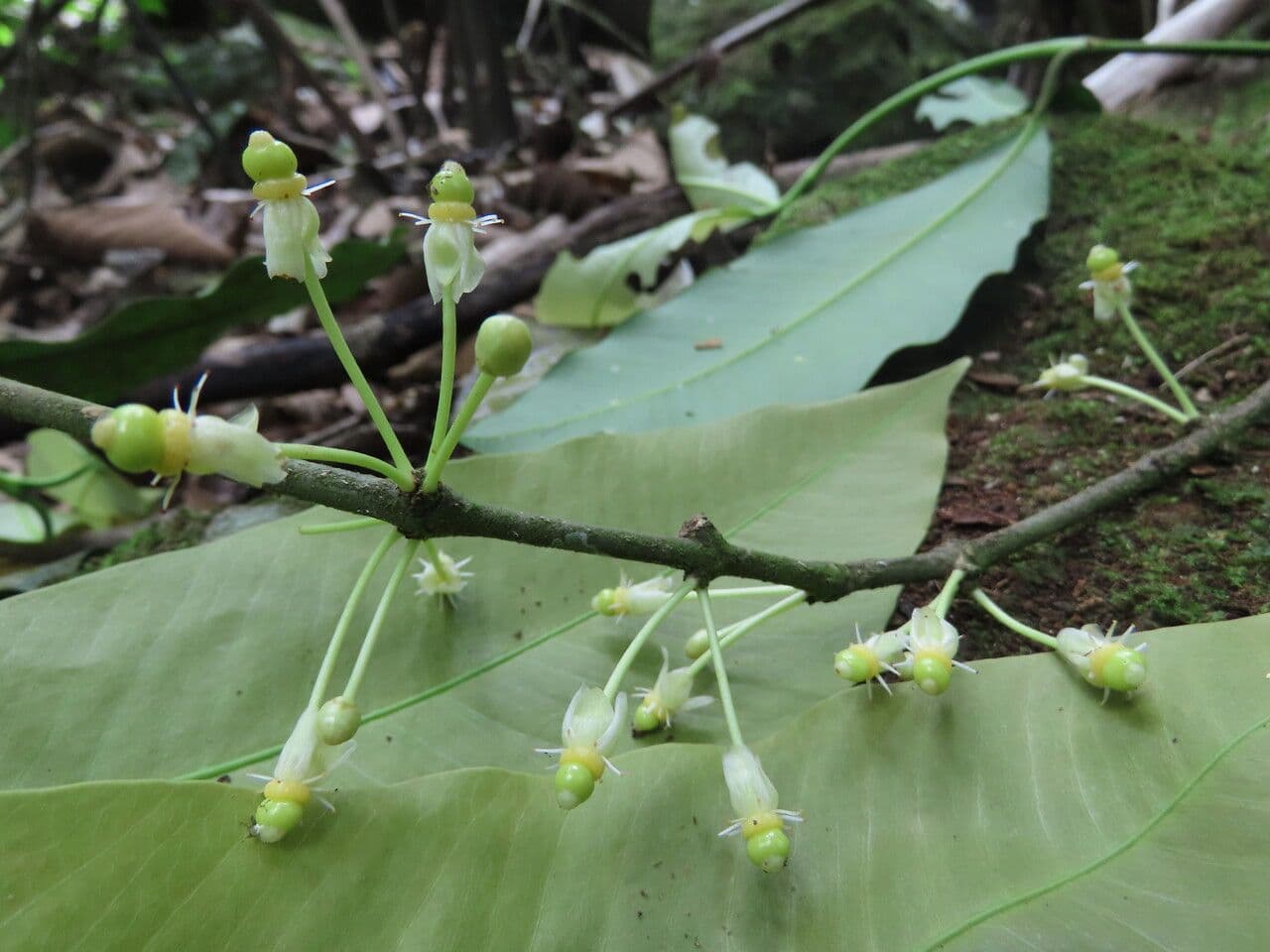 Garcinia 9