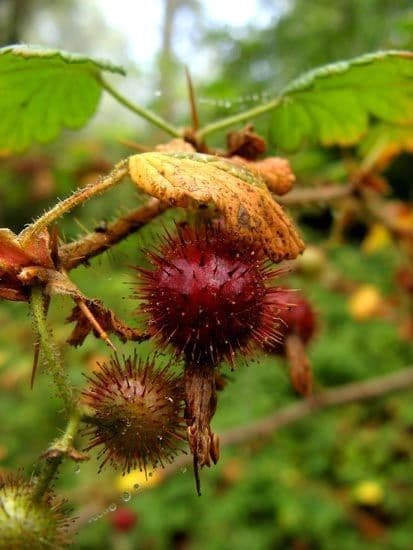 Ribes di Menzies 5