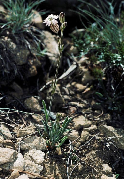 Campanula šedá 5
